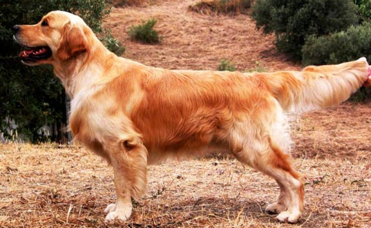 Ch. Birbante de Terra di Siena.  (“TOMMY”)