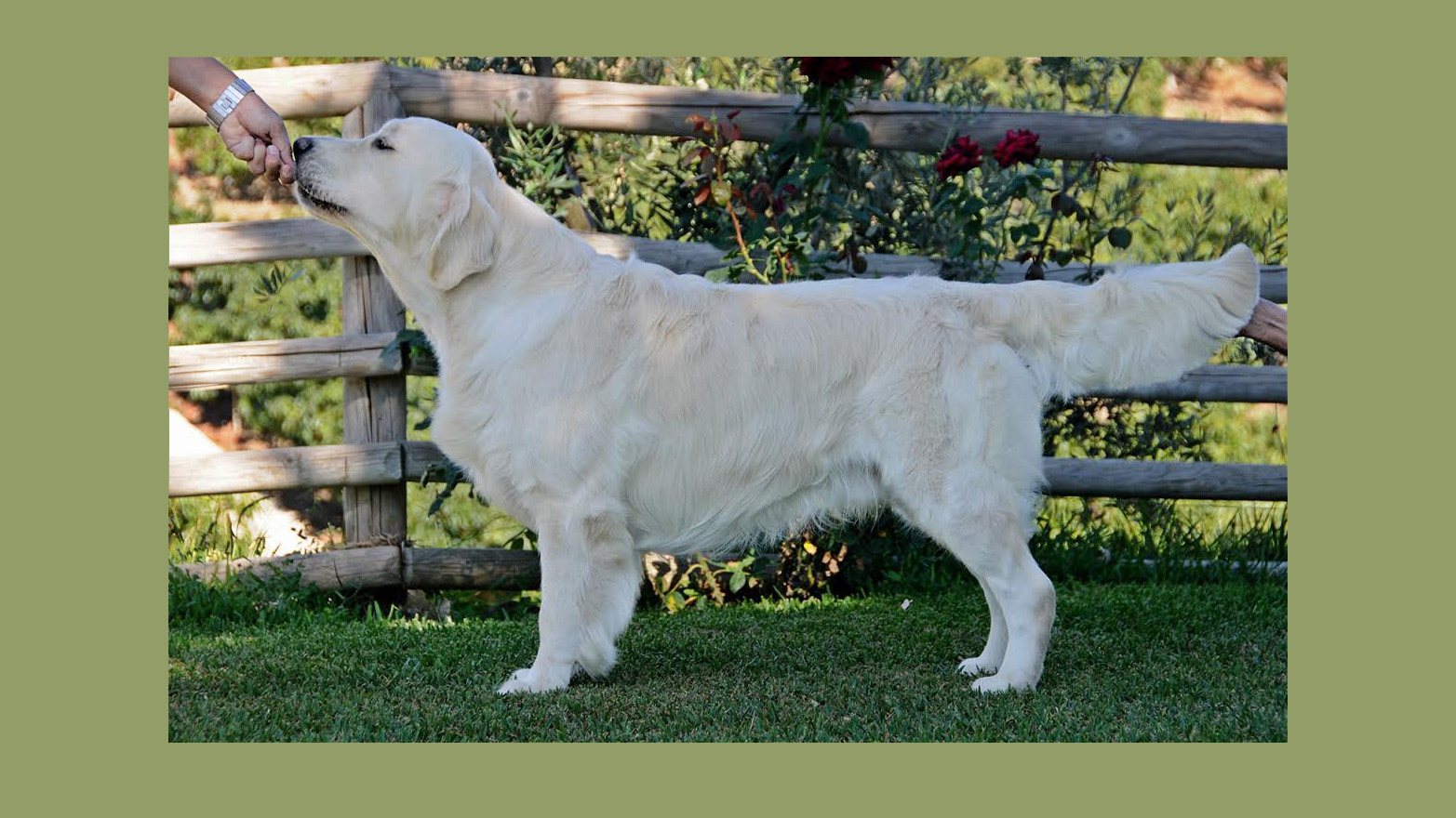 Gbz. Ch. Zampanzar Bye Bye Baby (“Risotto”)