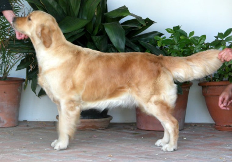 Ch And.Stanroph Sparkling Eyes (Smilla)