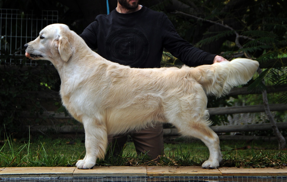 CH. SP. TERRA DI SIENA AMOR CLANDESTINO “ENEAS”